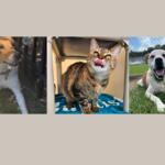 Charli. Shantel and Tony