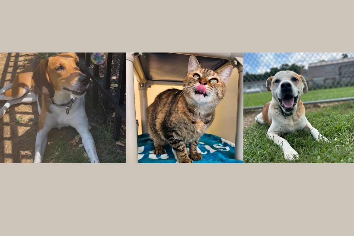 Charli. Shantel and Tony