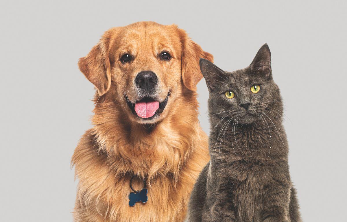 Dog and Cat