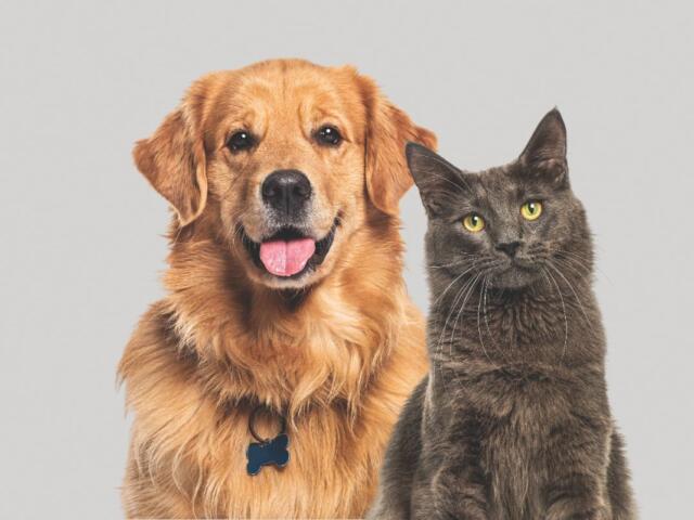Dog and Cat