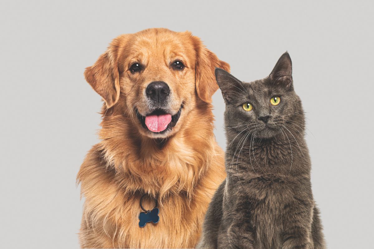 Dog and Cat