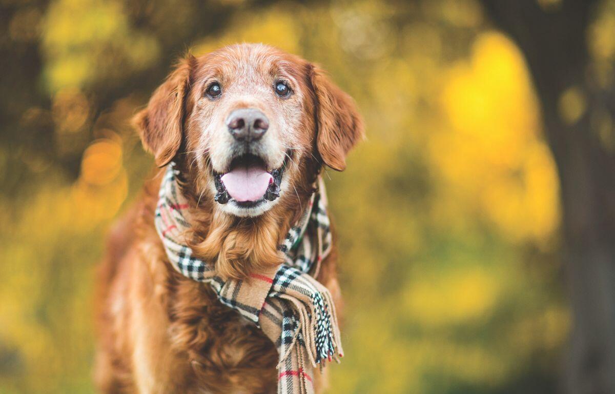 Dog with scarf