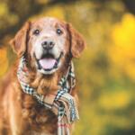 Dog with scarf