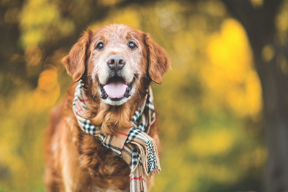 Dog with scarf