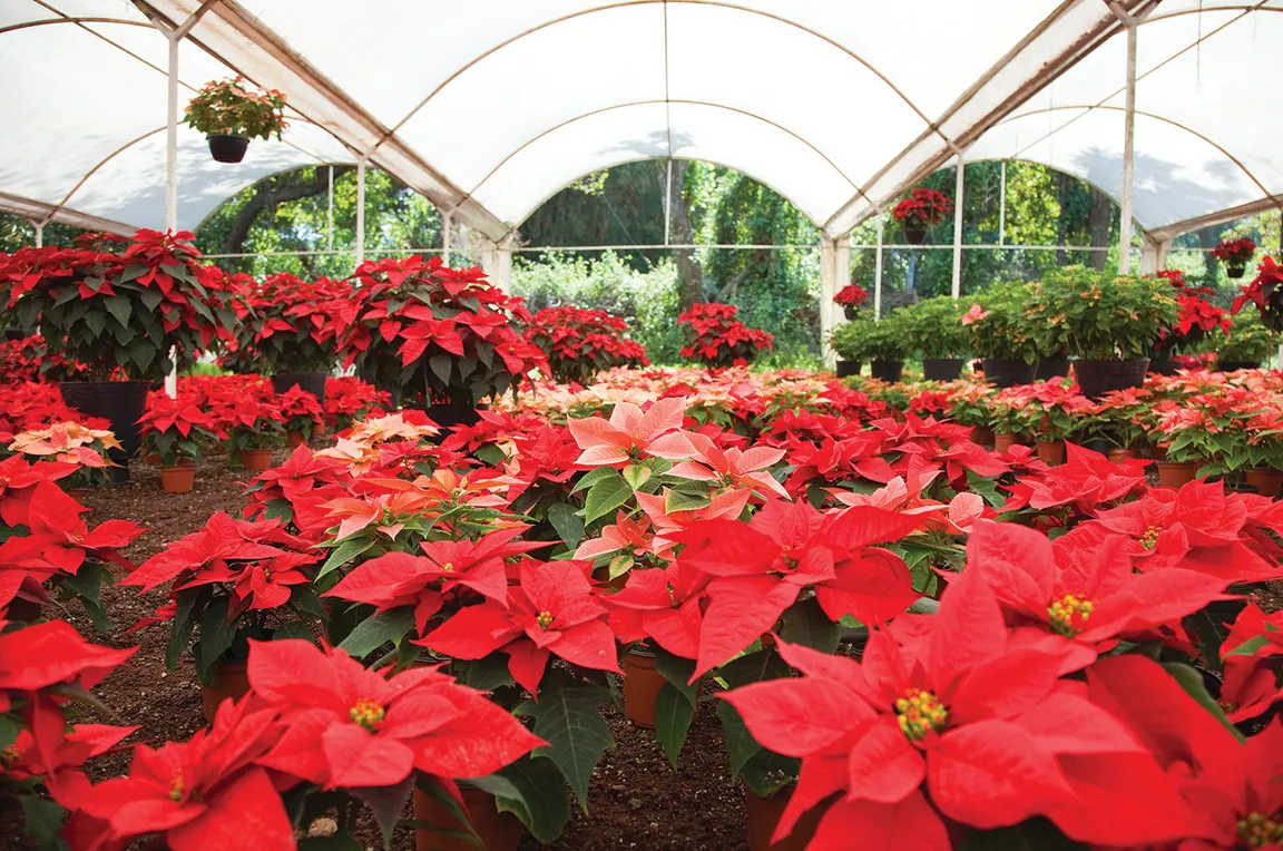 Poinsettias Andre Viette Christmas Tree Formula