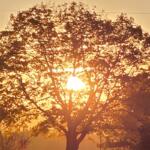 sun tree