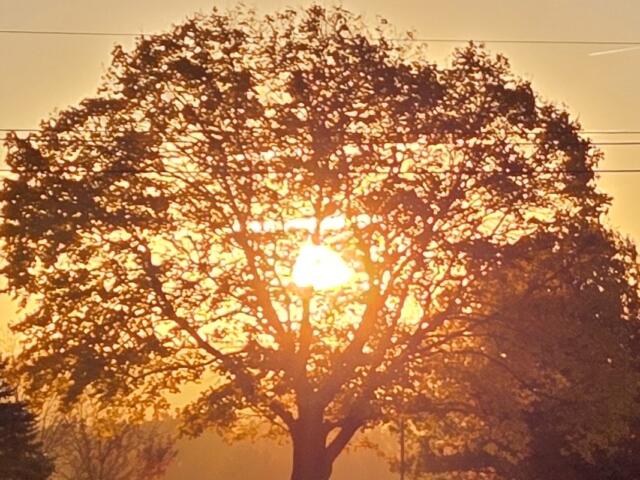 sun tree