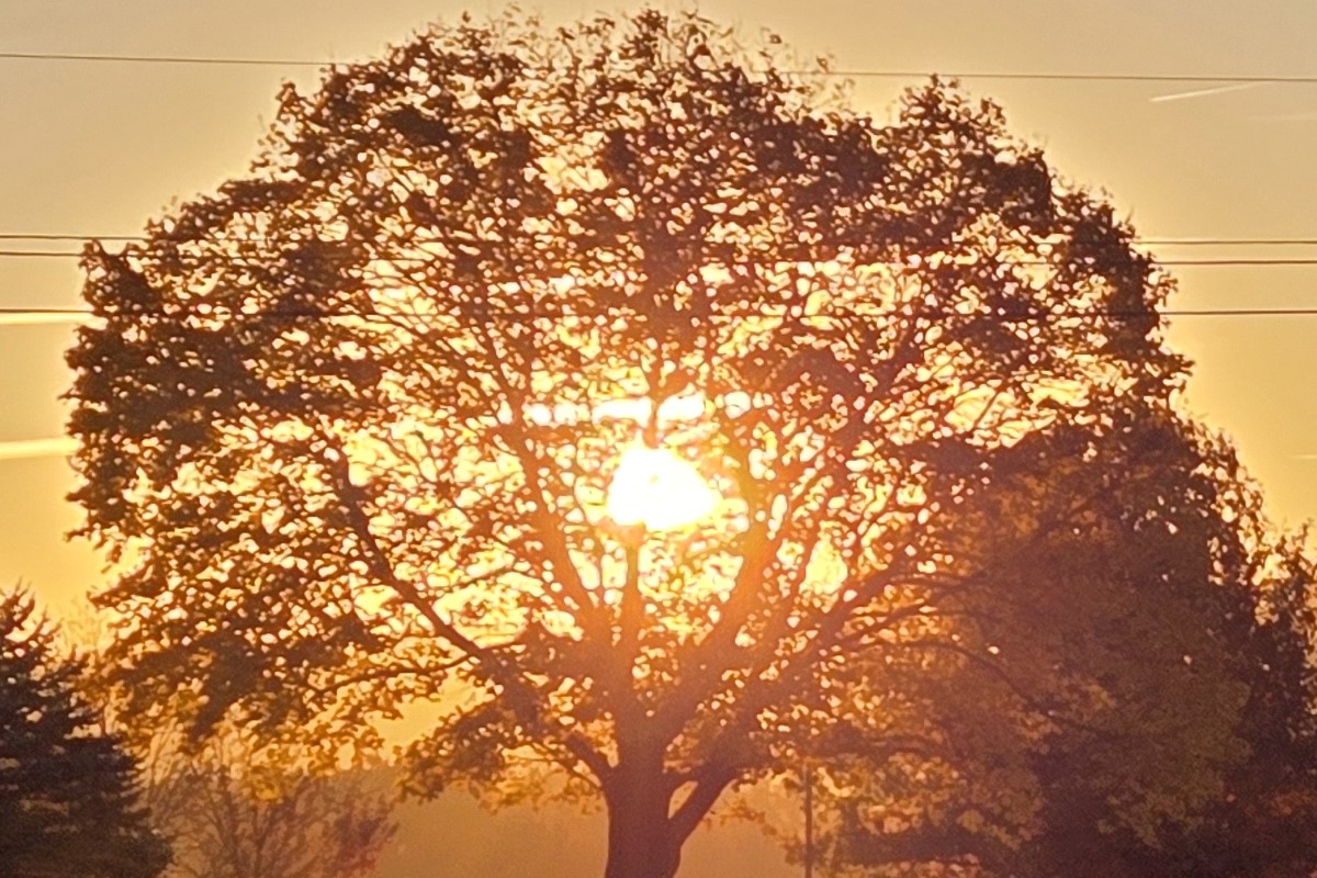 sun tree