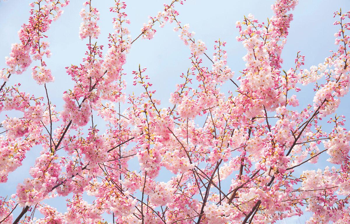 Cherry Blossom Tree