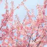 Cherry Blossom Tree