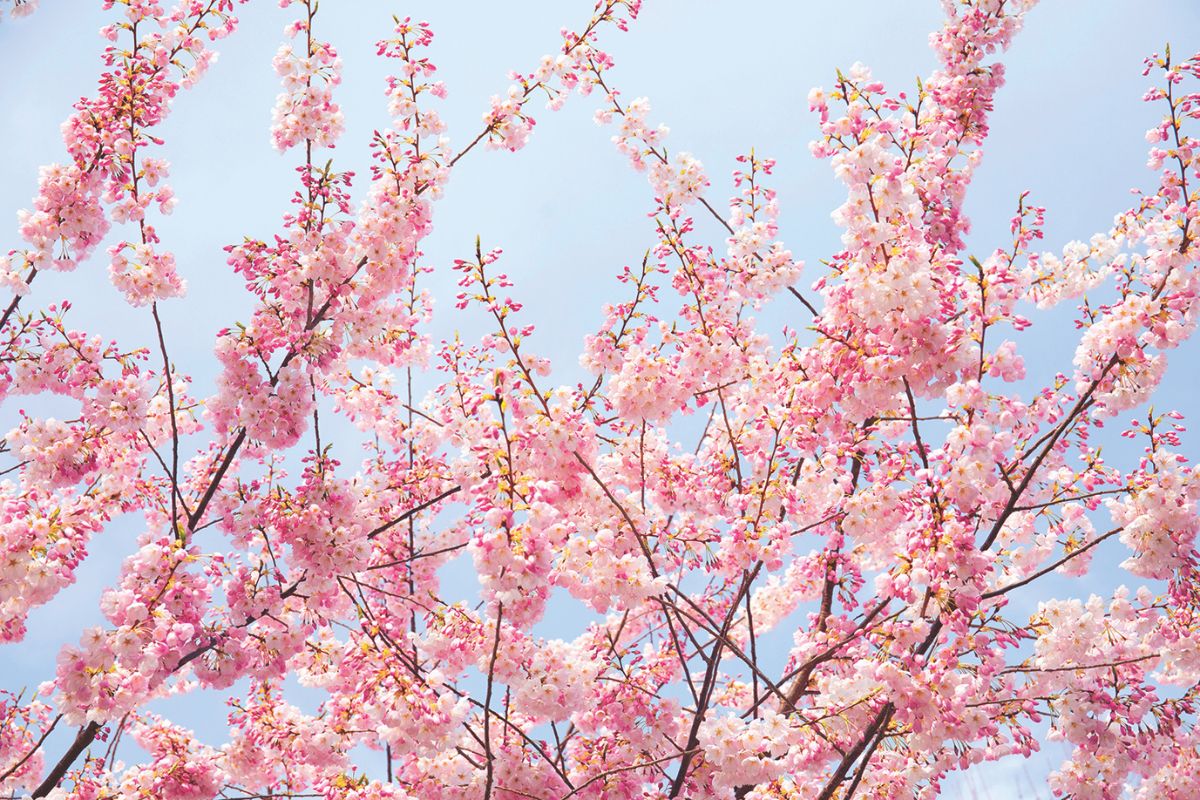 Cherry Blossom Tree
