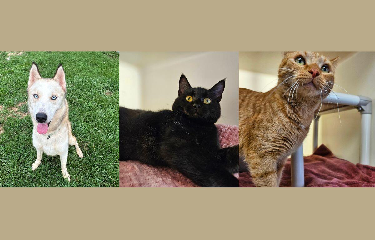 A white Huskey, black cat and orange cat