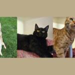 A white Huskey, black cat and orange cat