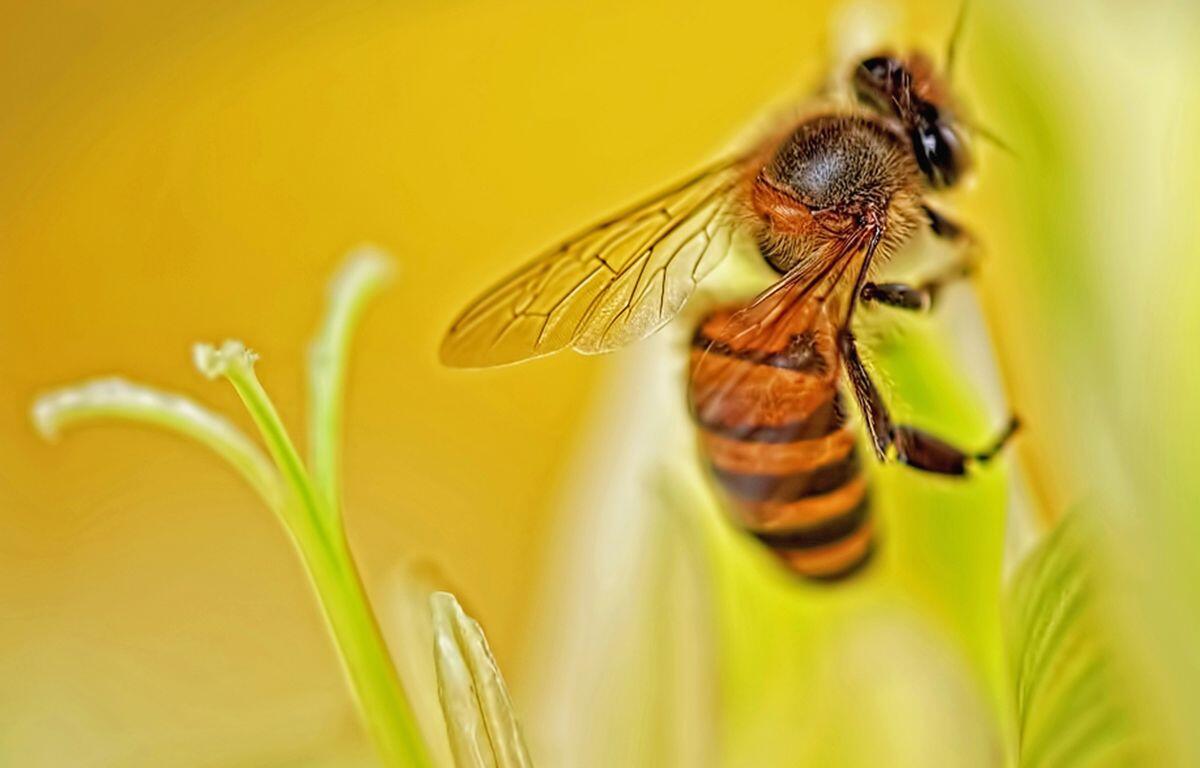 Closeup of a bee on a plant