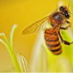 Closeup of a bee on a plant