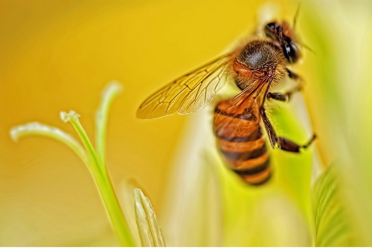 Closeup of a bee on a plant