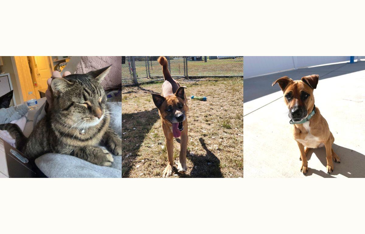 Bella, Bruno and Indigo