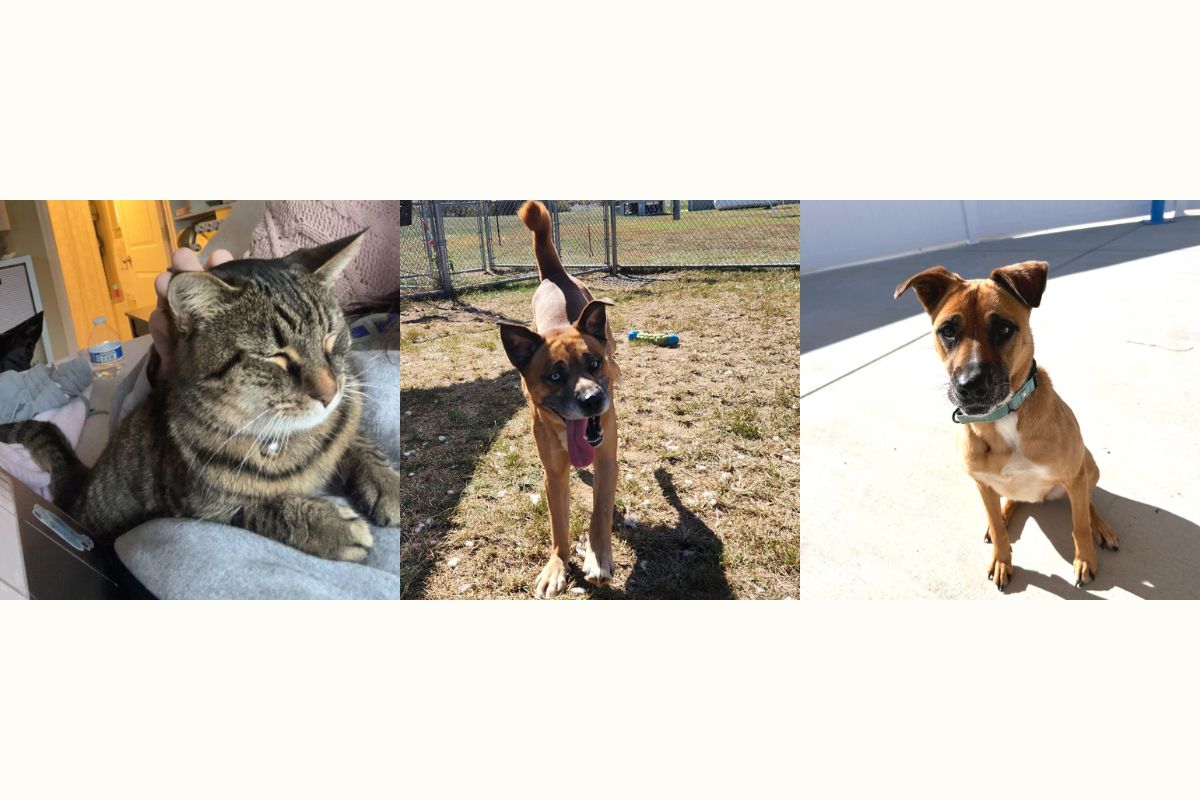 Bella, Bruno and Indigo