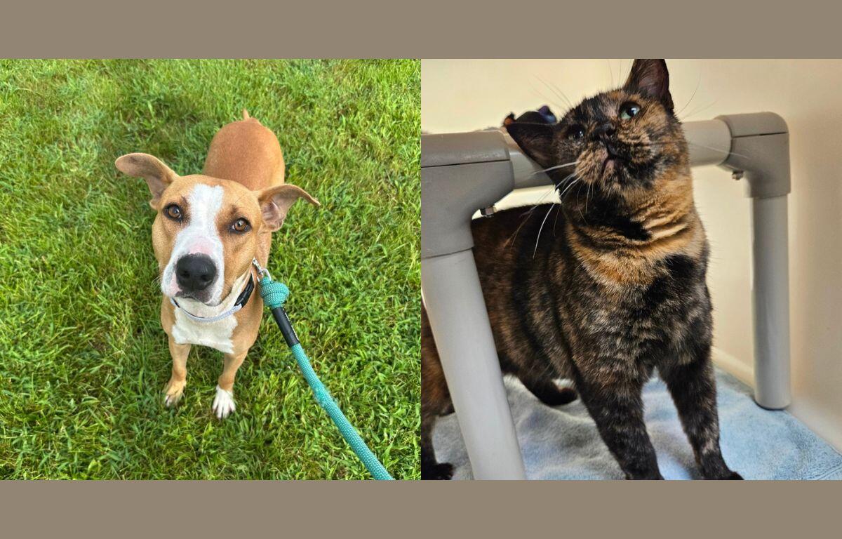 Jane Austen and Gina