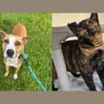 Jane Austen and Gina