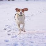 A dog running in snow.