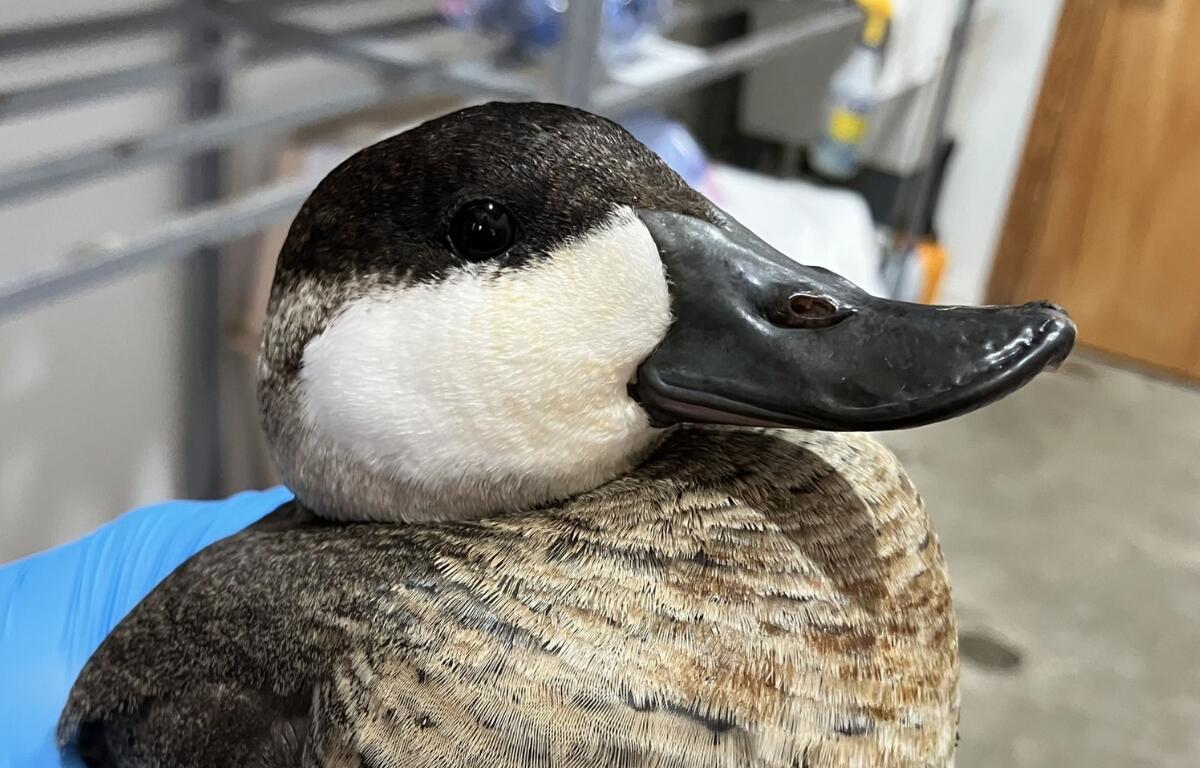 Up close of a ruddy duck
