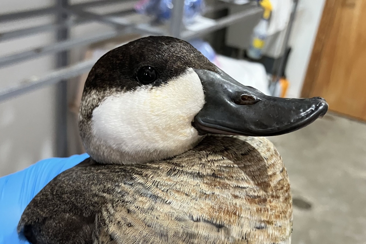 Up close of a ruddy duck