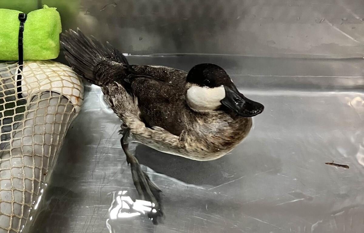 A ruddy duck swimming in a sink