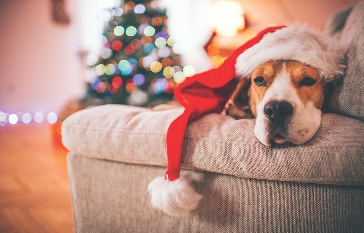 A beagle laying on a couch with a santa hat.
