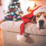 A beagle laying on a couch with a santa hat.