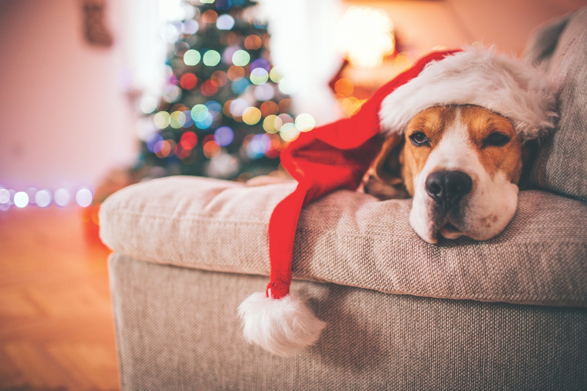 A beagle laying on a couch with a santa hat.