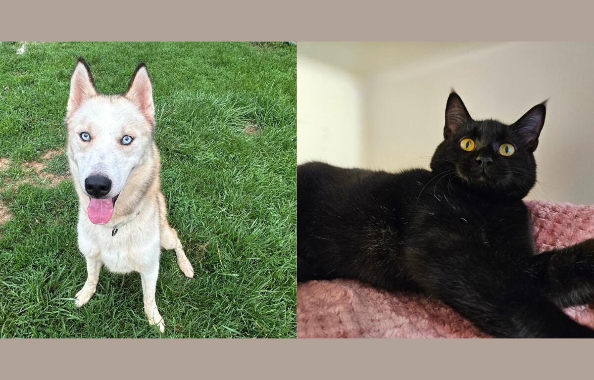 A white husky and a black cat.