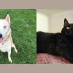 A white husky and a black cat.