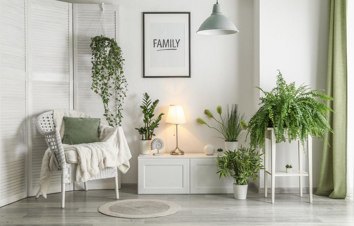 houseplants green plants