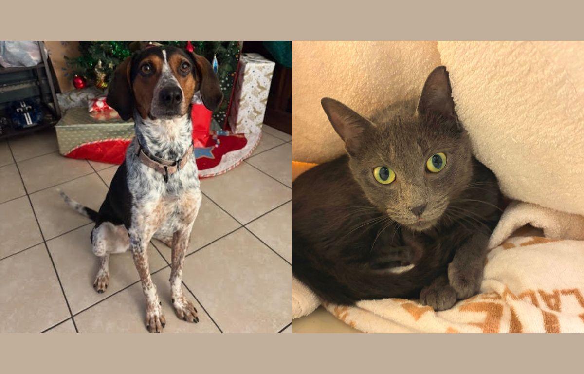 Miss Piggy and Medusa