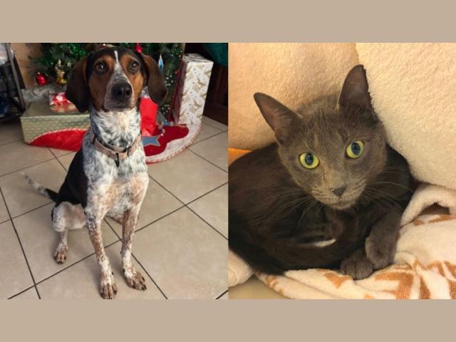 Miss Piggy and Medusa