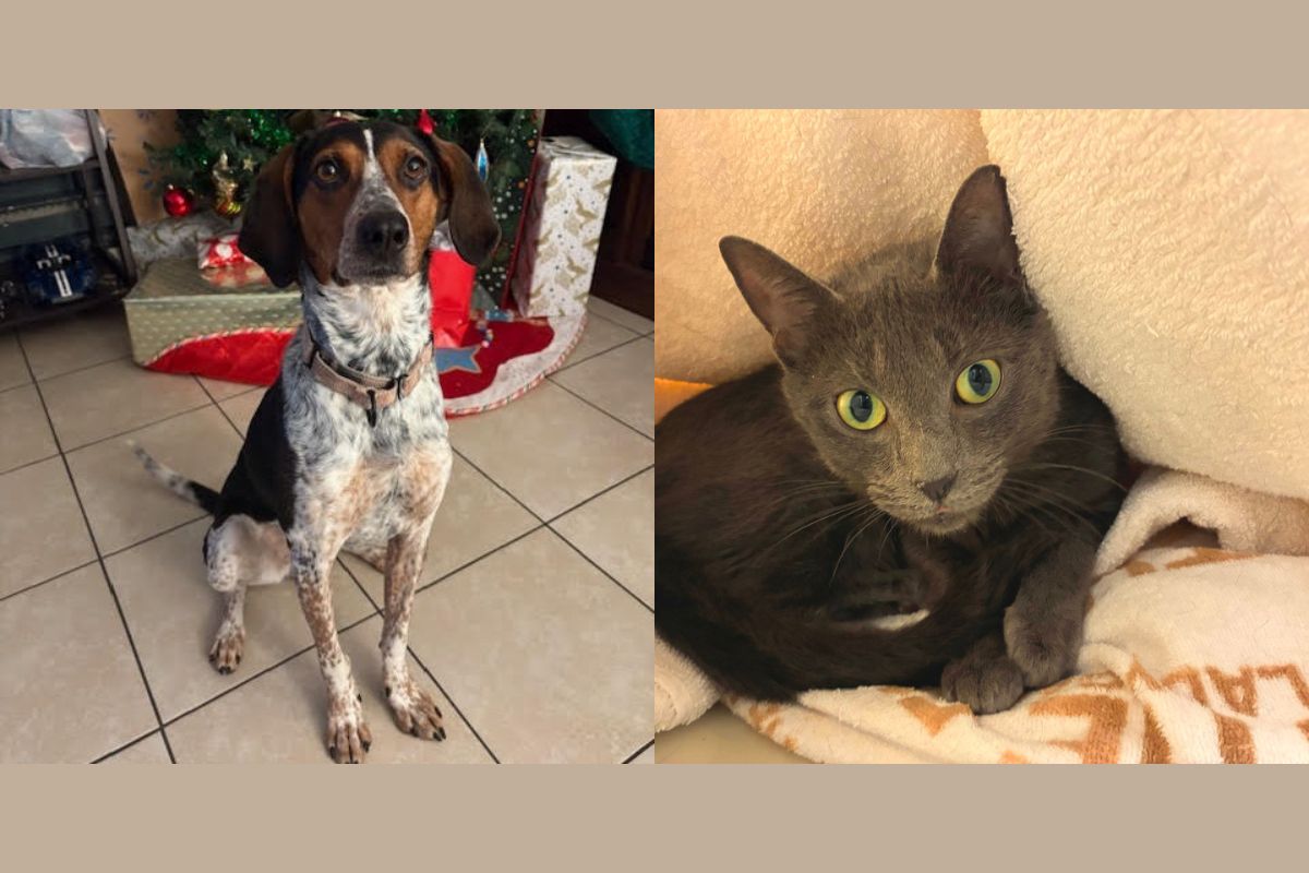 Miss Piggy and Medusa