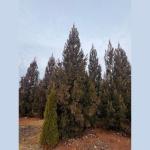 Harrisonburg City staff and Rockingham County landscape staff selected the replacement tree from Grelen Nursery in Orange County, VA.