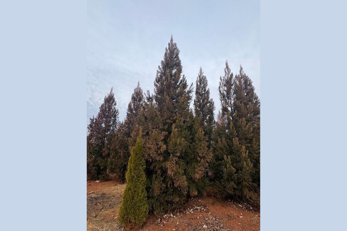 Harrisonburg City staff and Rockingham County landscape staff selected the replacement tree from Grelen Nursery in Orange County, VA.