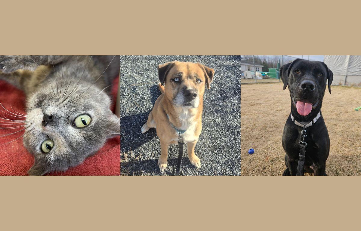 Left to right: Skelly, Bruno, Aires