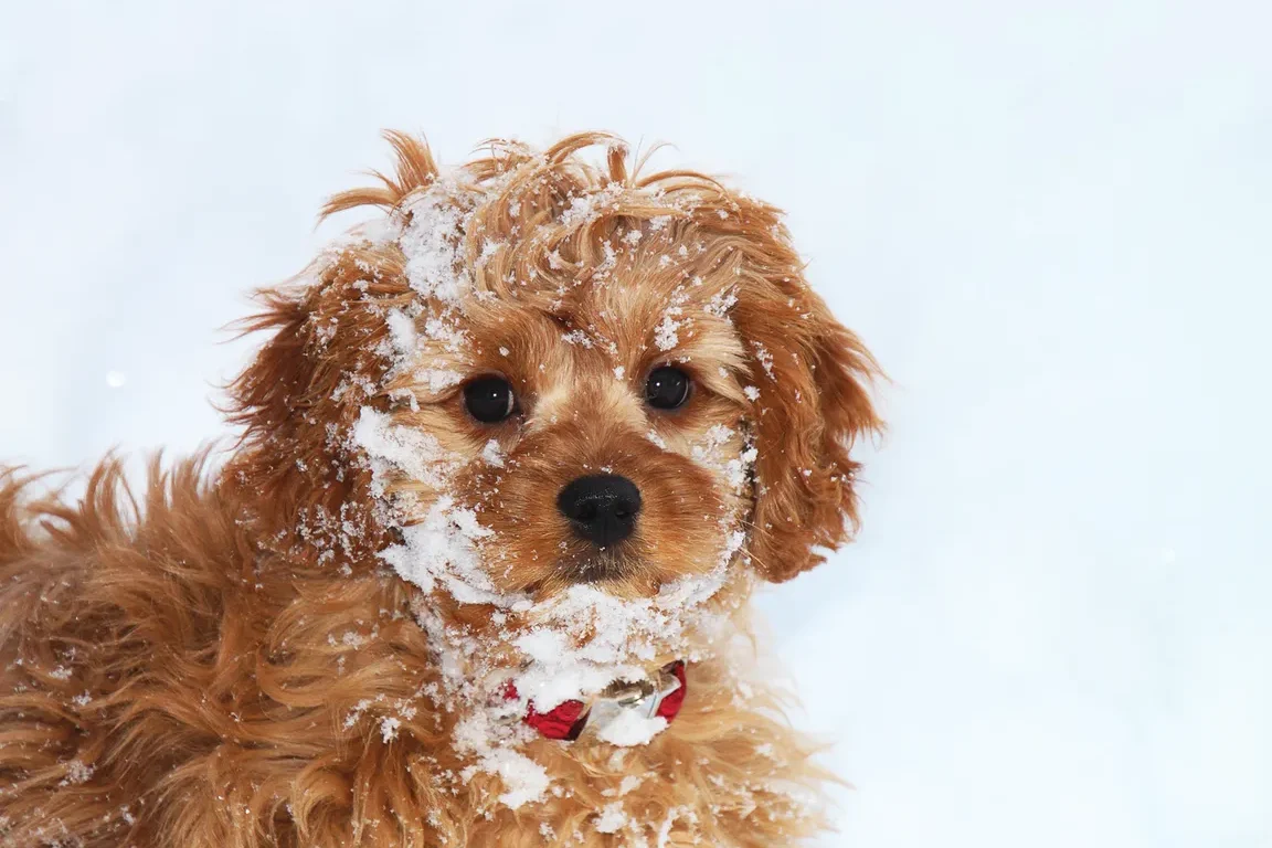 pets cold outside health freeze danger elderly