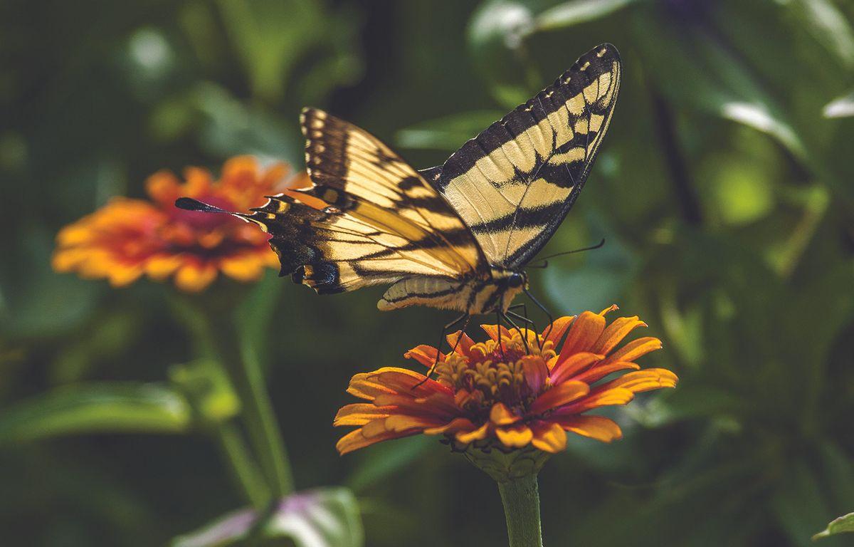 Butterfly on a flower