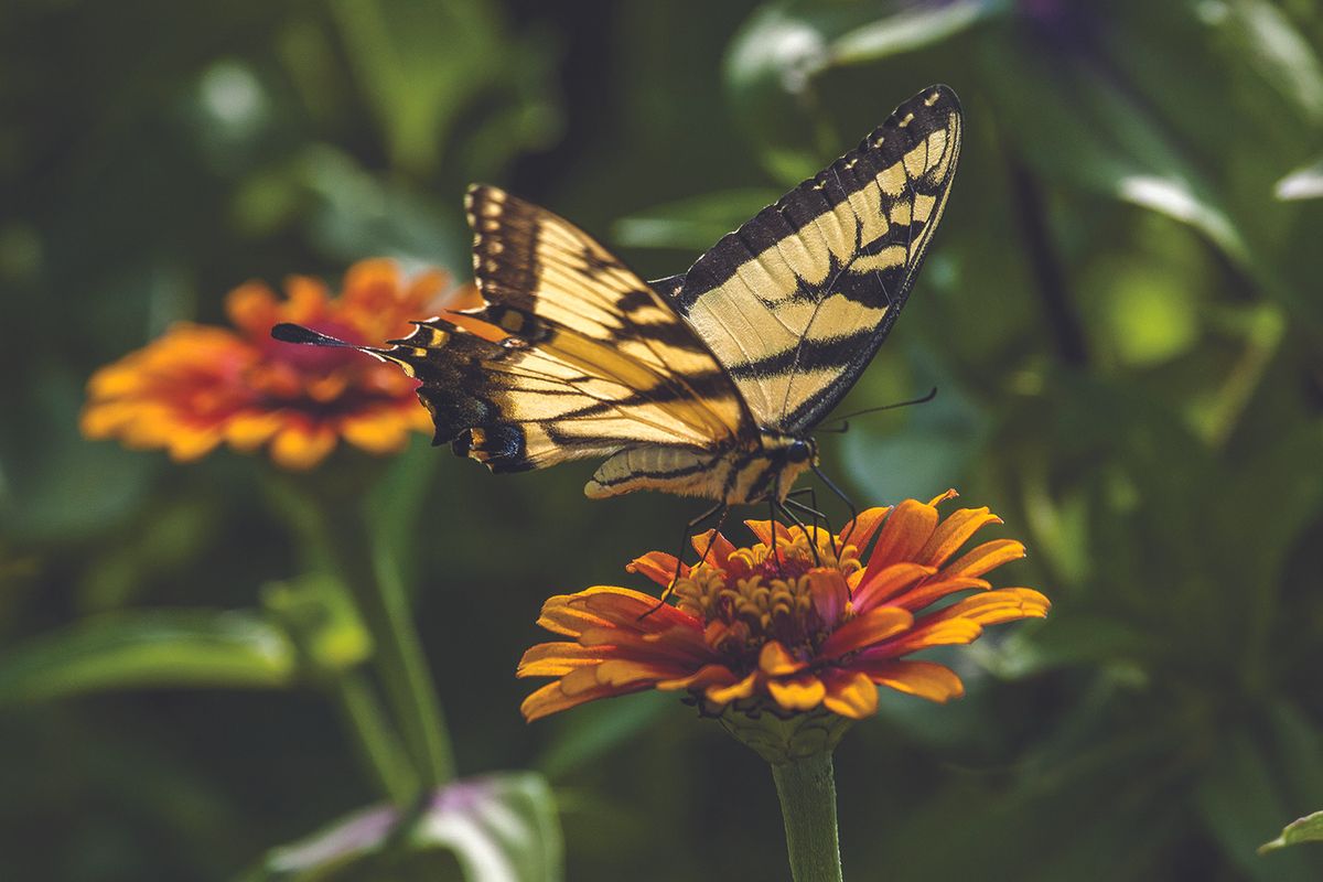 Butterfly on a flower