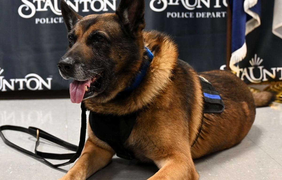 Up close of Staunton Police K-9 Wilson, a German Shepard, at his retirement party.