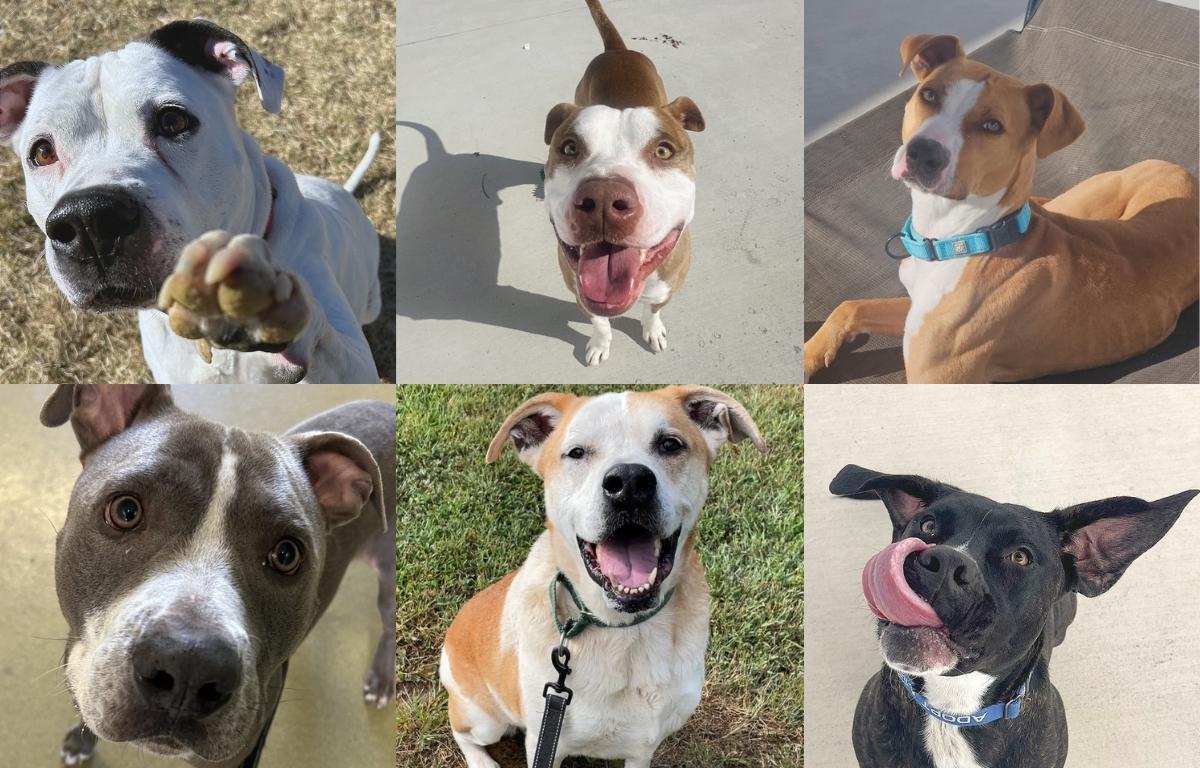 Several available dogs at the RHSPCA.