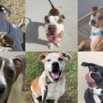 Several available dogs at the RHSPCA.