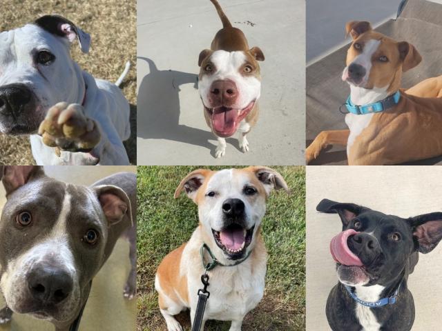 Several available dogs at the RHSPCA.