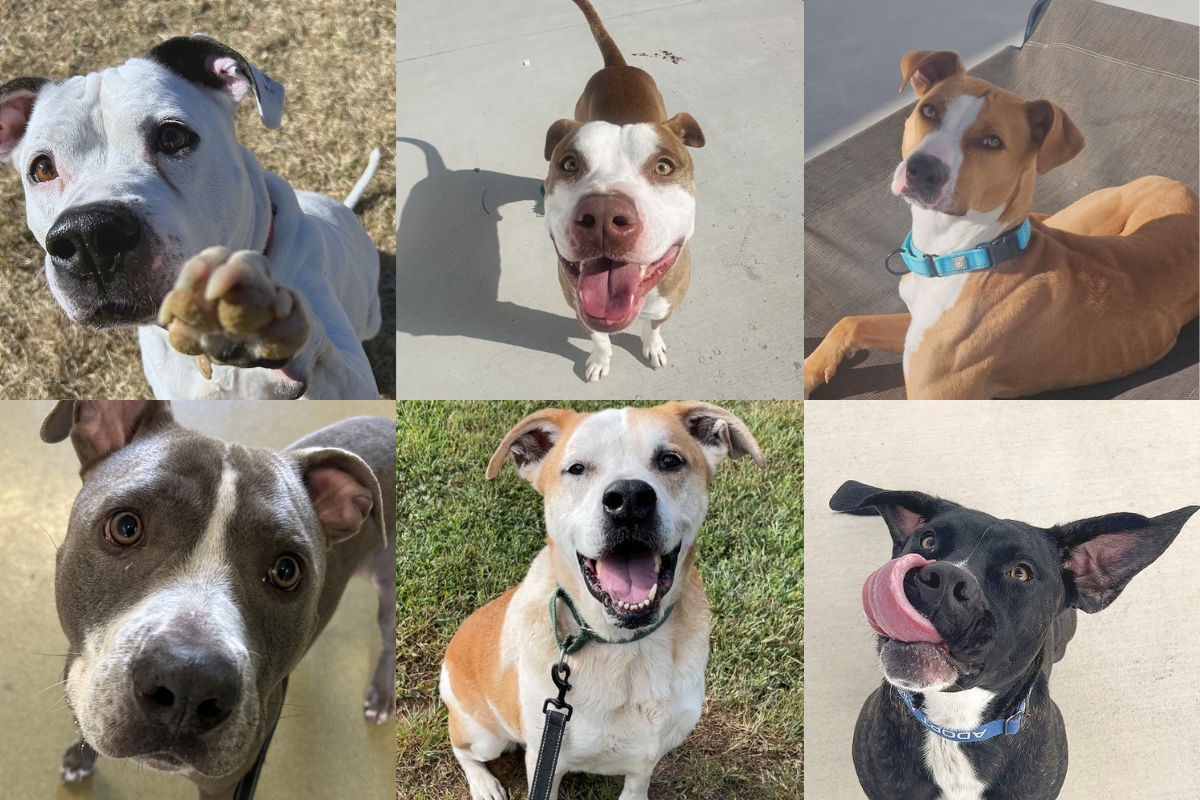 Several available dogs at the RHSPCA.