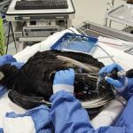 A black vulture receiving treatment from the Wildlife Center of Virginia.
