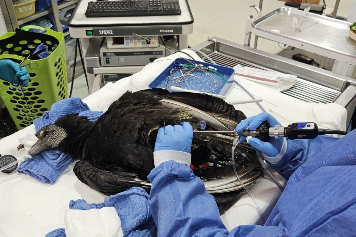 A black vulture receiving treatment from the Wildlife Center of Virginia.